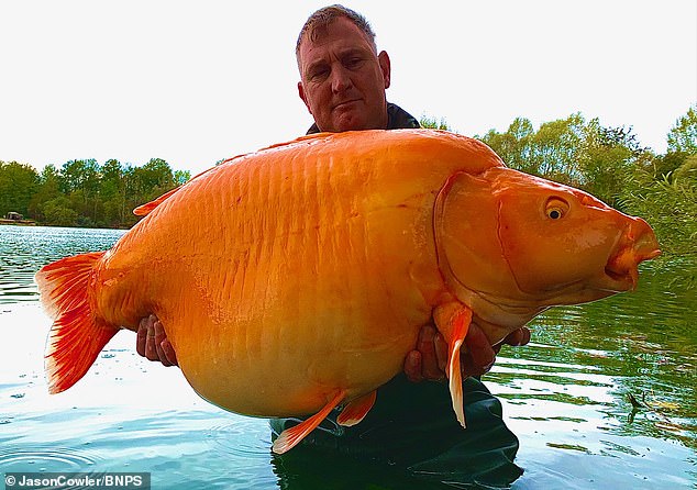 British angler Andy Hackett, 43, caught the leatherback and koi hybrid during a fishing trip with friends at Bluewater Lakes in France in 2022