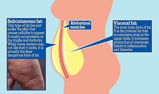 Researchers specifically studied subcutaneous fat in 32 people - 16 who exercised four times a week for an average of 11 years and 16 who were sedentary