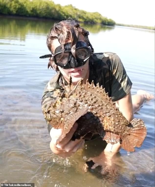 Mr. Miller (pictured with the stonefish) left viewers in awe after grabbing the fish with ease