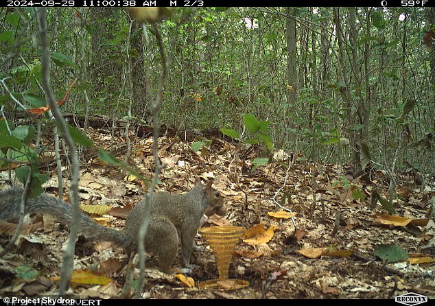 Users are also making fun of the camera photo of the squirrel next to the trophy - paying tribute to the original promo video featuring an animated squirrel with the treasure