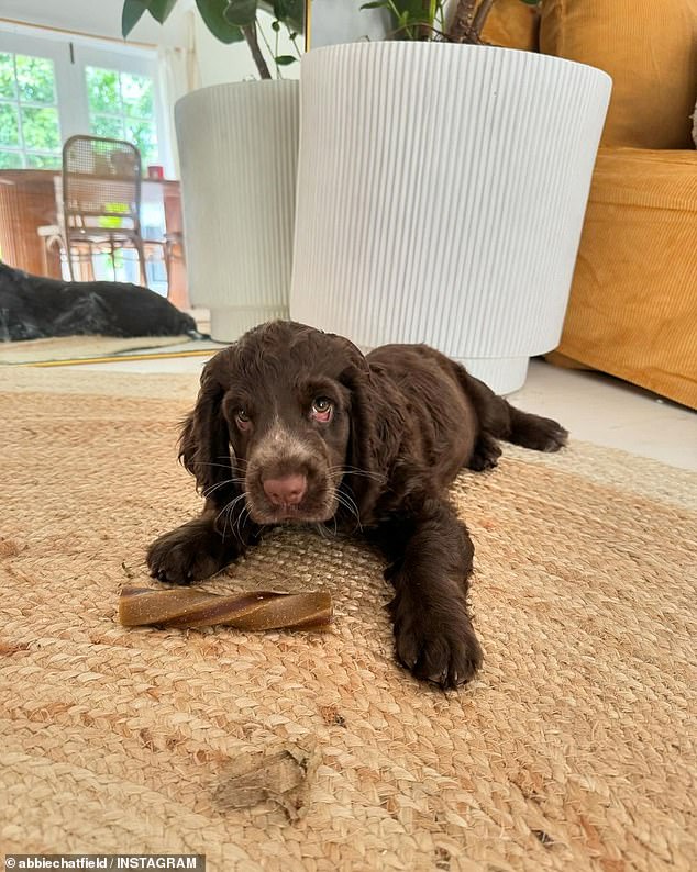 Abbie Chatfield's one-year-old puppy Daisy (pictured) is now living with a good friend's sister in Brisbane