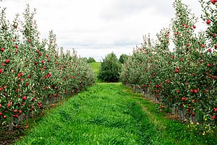 Beak and Skiff Apple Orchards is open seven days a week from late August to late October