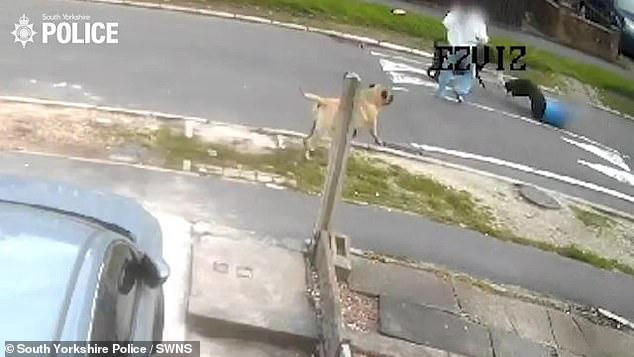 A local resident saw the dogs and put one of them on a leash. As the man tried to loosen the leash from one of the dog's legs, the other lunged forward