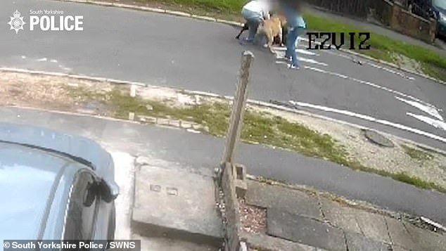 The man backed away screaming, but the dog on the leash jumped up to attack him, causing him to fall to the ground as the second dog joined in.