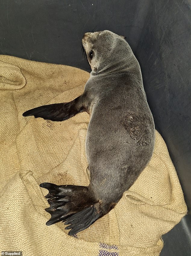 The young seal (photo) had to be euthanized due to the severity of his injuries