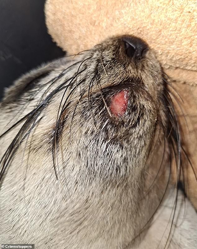 A local resident was shocked to discover that the baby seal had suffered serious facial wounds (pictured) and critical back wounds in the hours since she last checked on the animal