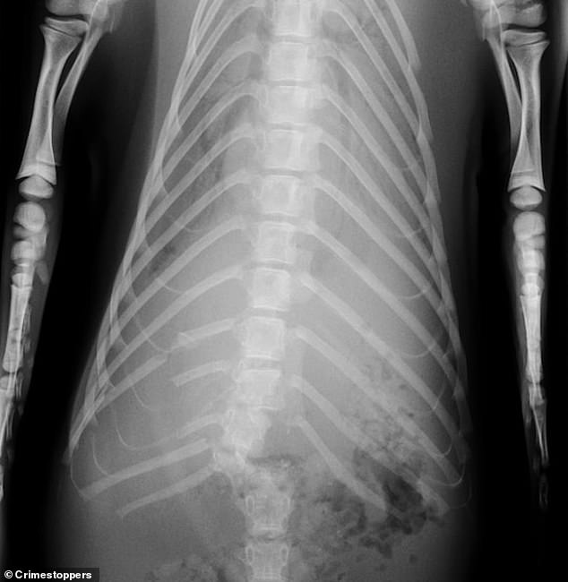 Several of Sammy's ribs were broken and his spine was broken in half (an x-ray is shown)