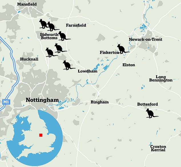 Additional sightings have been added to a map released by the Nottinghamshire Wildlife Trust, which shows wallabies were seen more than 30 kilometers apart - or around 12,000 hops