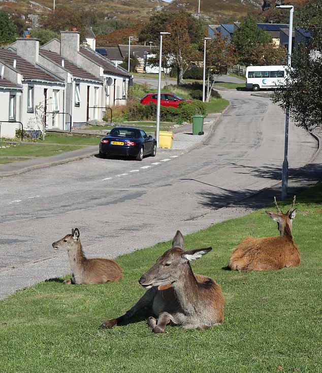 Described by the local Highland Council as a 'long-running problem', visitors are urged not to treat the deer as pets as locals 'have to deal with the damage' (photo: Deer in Lochinver)