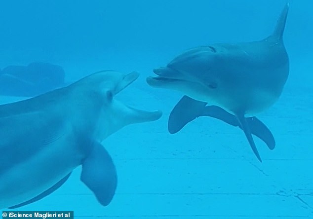 Experts have finally revealed that these dolphins use the 'open mouth' facial expression, similar to a smile, to communicate during social play.