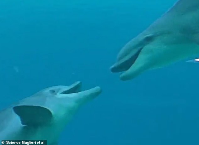 The researchers did not record the dolphins' acoustic signals during play, and they say future studies should investigate the possible role of vocalizations and tactile signals during playful interactions.