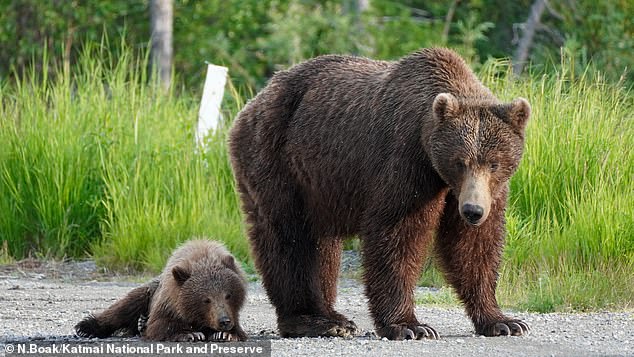 Female bear 402 was killed by another adult male bear. Although she never won the Fat Bear Week competition, she was popular for mothering eight litters of cubs