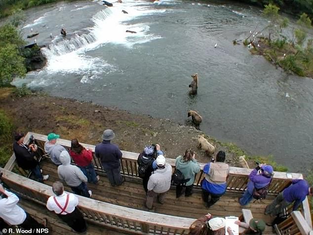 The Brooks River is home to the Fat Bear Competition in Alaska, home to one of the largest salmon runs in the world