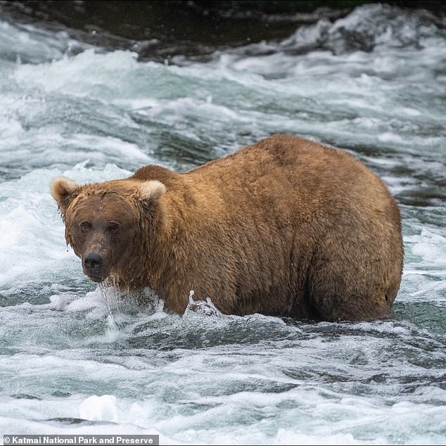 Bear 128 Grazer was the 2023 Fat Bear Week competition champion and was known as a particularly defensive mother bear