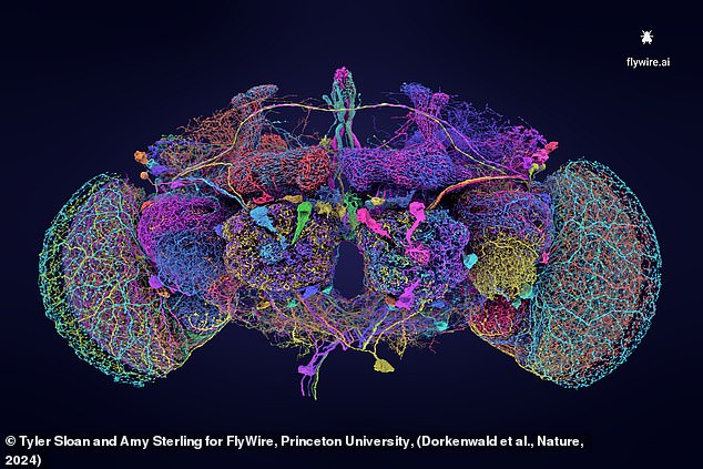 The researchers cut a fly brain into 7,000 slices and scanned them with an electron microscope to reveal how each neuron is connected to the entire brain.