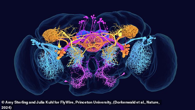 This map reveals the brain's connections in never-before-seen detail and contains seven times more neurons than previous maps. This image shows different cells color-coded based on the chemicals they use to transfer information