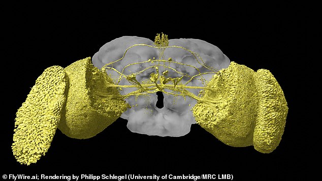 The map also allows researchers to study the brain regions responsible for different skills. For example, this image shows the visual system of a fly