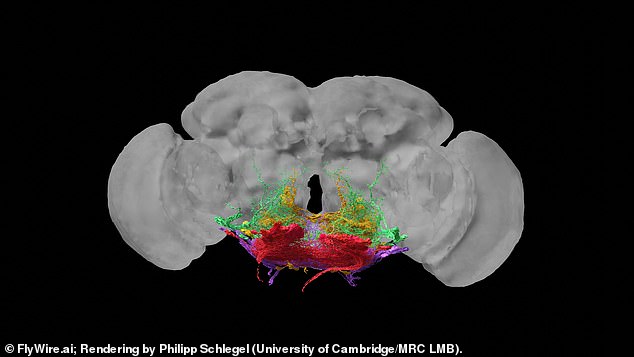 This map shows the 100 neurons that make up a fly's motor system. This is the first time researchers have mapped the brain of an animal that can walk and see