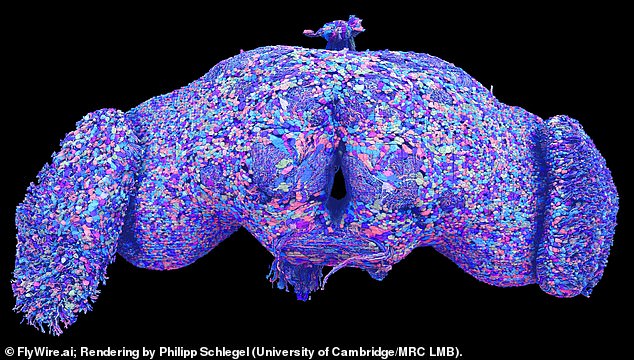 Although a fly brain contains a million times fewer neurons than a human brain, the researchers hope this could provide the basis for studying the brains of larger organisms.