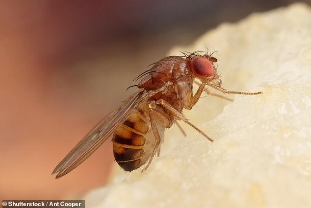 Because fruit flies are capable of complex behavior, mapping their brains allows researchers to learn more about the neural circuits that make this possible