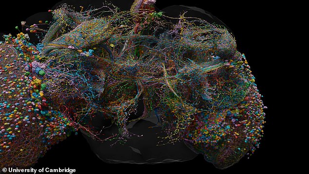 The next goal will be to identify the role of individual neurons within the map (photo) so that researchers can begin to simulate brains digitally.