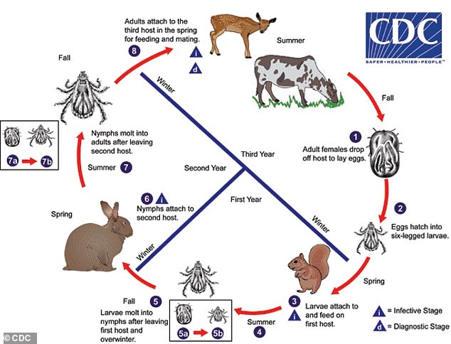 The life cycle of the Gulf Coast tick. This species is a three-host tick, meaning it feeds on three different hosts during its life cycle