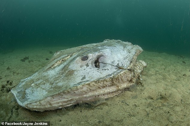 The underwater photos taken at Chowder Bay on the north side of the harbor show the remains of two rays that were reportedly captured, hacked to death and thrown back into the water.