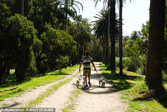 Centennial Park is one of the most dog-friendly parks in Sydney, with more than 30 percent of the Parklands' open space dedicated to off-leash areas (stock image)