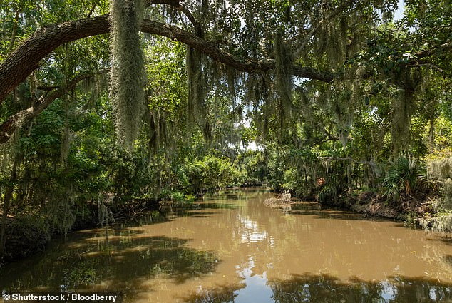 Louisiana's bayous, as seen above, 'full of birds – and the occasional alligator,' says Katja