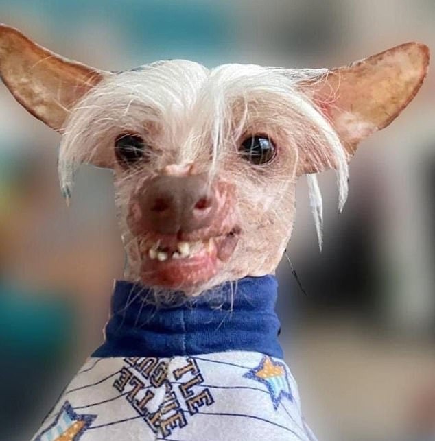 In an attempt to clarify what 'ugly' is, competition organizers are calling on more non-photogenic puppies such as Muppet (pictured), a rat-like pup from Peterborough