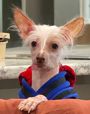 The judges look for 'butt-ugly' dogs like Muppet (pictured) rather than entries that look 'too cute' like Ivy from Glasgow (right)