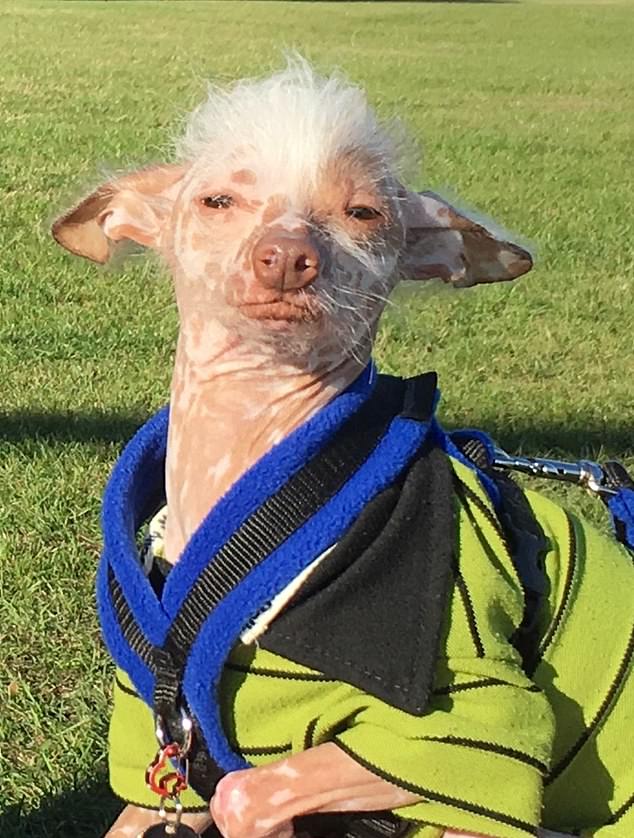 Muppet the dog, pictured, is said to be among the frontrunners in this year's competition