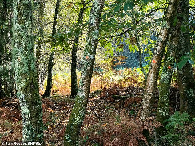 Devil's Fingers are usually found in late October, but appeared in the New Forest (pictured) early this year due to the wet weather