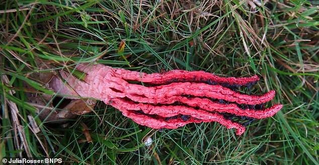 The fungus hatches from a slimy, gelatinous 'egg' and as it grows, the tentacle-like arms begin to extend. Although it is easy to recognize due to its bright red colour, it is quite rare in Britain