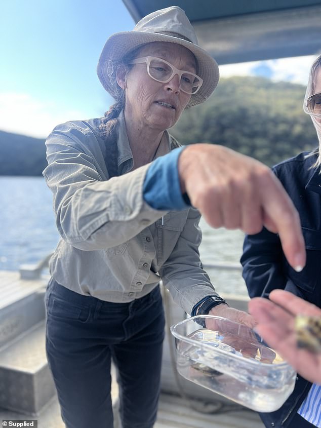 Even more exciting is the new partnership the owners have started with the local Broken Bay Pearl Farm, where those staying can enjoy a tailor-made tour of the oldest oyster farm and only pearl producer in the region.