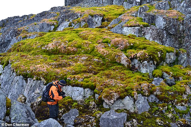 In 1986, only one square kilometer of the peninsula was covered with vegetation. However, by 2021, this area had increased to almost 12 square kilometers. Pictured: Norsel Point