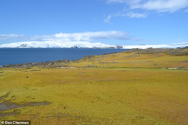 Greening has accelerated in recent years (2016-2021) by more than 30 percent compared to the entire research period (1986-2021). During this period, greening has increased by more than 400,000 square meters per year. In the photo: the island of Barrientos