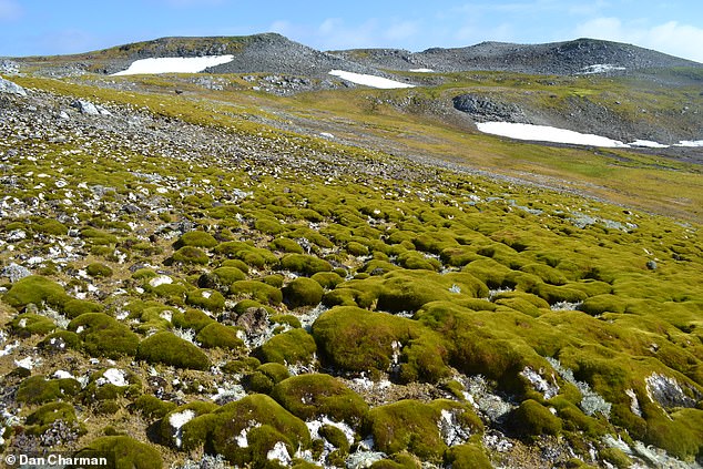 Experts from the universities of Exeter and Hertfordshire have warned that Antarctica is turning green, with climate change to blame. Pictured: Ardley Island