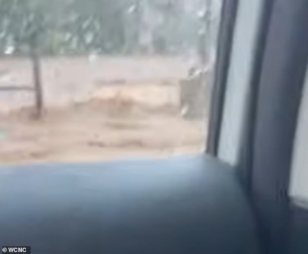 Things started to take a turn for the worse after a giant tree fell on top of their car, causing them to come to a standstill and not be able to open the windows due to the rising water level