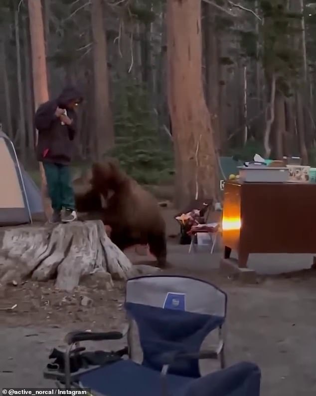 The black bear, Victor, swiped at a camper causing minor injuries, who stayed to film the bear as other campers fled