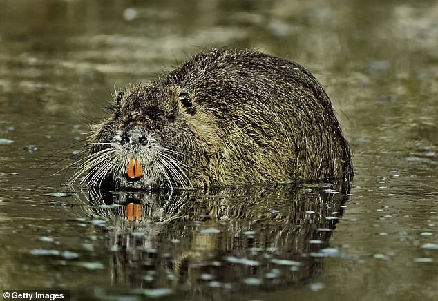 Each Nutria can consume up to 25 percent of its body weight per day, said Kellum of the California Department of Fish and Wildlife.