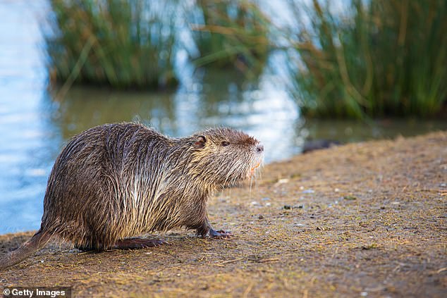 Their high population growth rate is due to the fact that they breed year-round, producing two to three litters each with two to nine young per nest, as well as the lack of a natural predator.