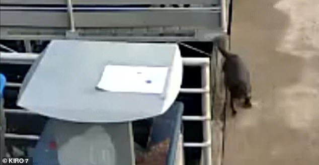 You can see the little otter pop up on the dock right behind the family and run after the family of four. Moments later, the otter attacked the mother and one of her children before dragging the child underwater as he cried