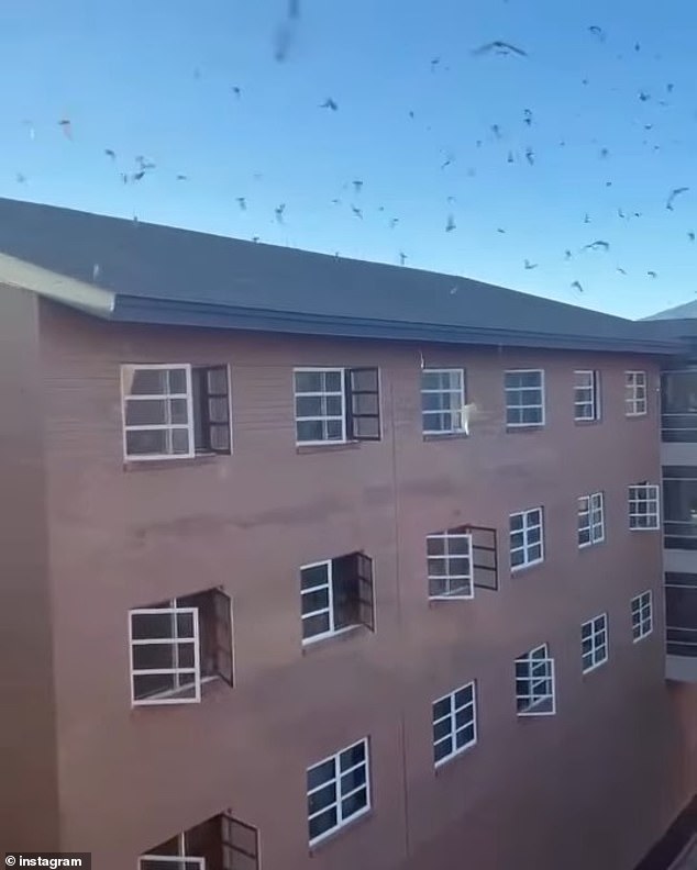 One video, shared on Instagram, showed hundreds of bats circling the roof of the building