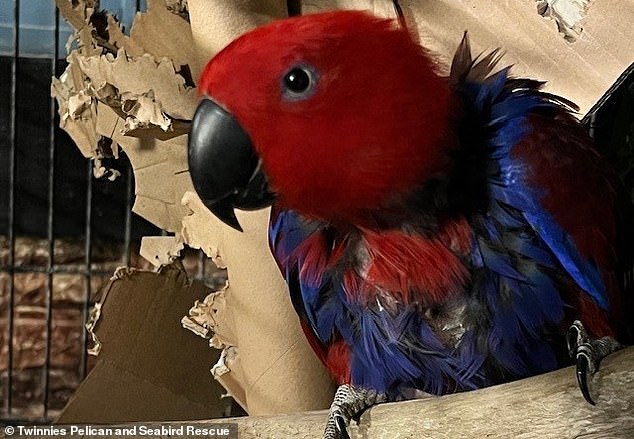 Bonnie the eclectus parrot (above) was dropped off at Twinnies Pelican and Seabird Rescue by an elderly couple who withheld their names