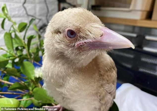 Luca the white crow (pictured), whose light-coloured feathers were the result of a genetic mutation, arrived at Twinnies Pelican and Seabird Rescue via the RSPCA.