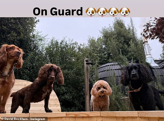 He also shared an adorable photo of his four dogs, cocker spaniels Olive, Sage and Fig and cockapoo, Simba, and joked: 'On their guard'