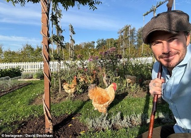 David's self-care day comes after he donned his farmer's hat again on Friday to care for his flock of chickens on his £6million Cotswolds farm