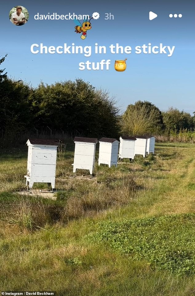 And David's duties aren't just limited to chickens, as the father-of-four also looks after a swarm of bees on his Cotswolds farm