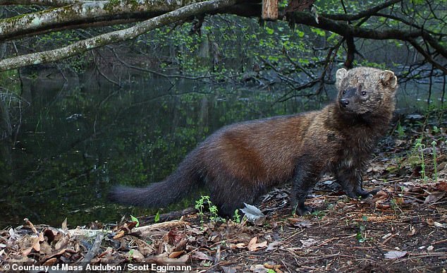 Surprisingly, fishermen are not named for their fishing skills, as the omnivorous member of the weasel family does not typically eat fish, but was instead named for its similar characteristics to the European polecat, or 'fitch'.